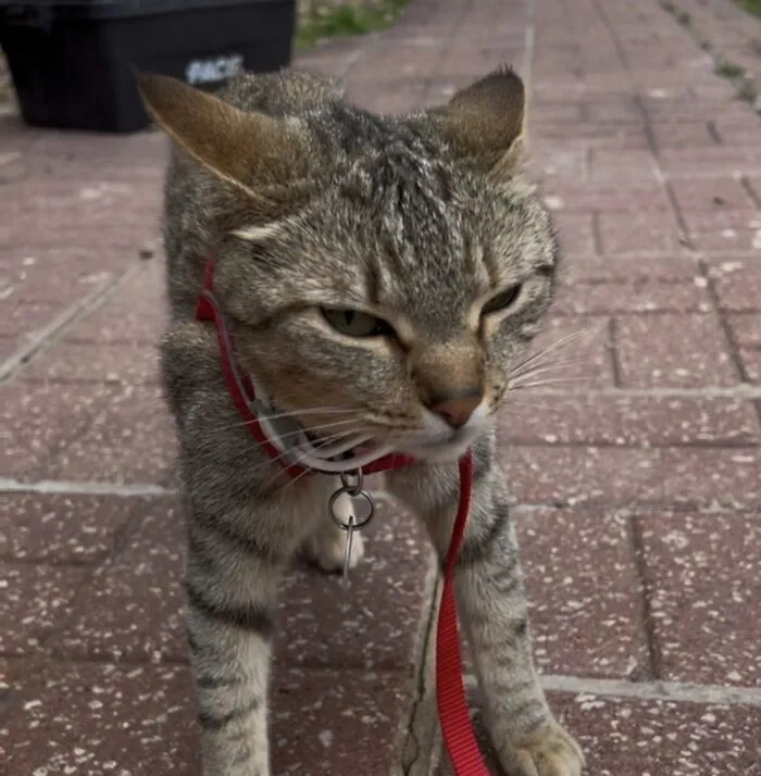 Tabby cat with airplane ears wearing a red harness standing on a brick pathway outdoors.