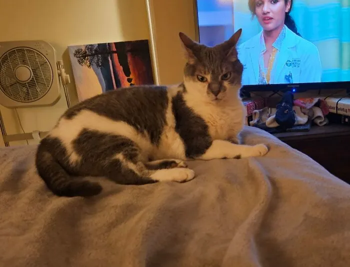 Gray and white cat lying on a blanket with airplane ears visible, resting indoors near a television and fan.