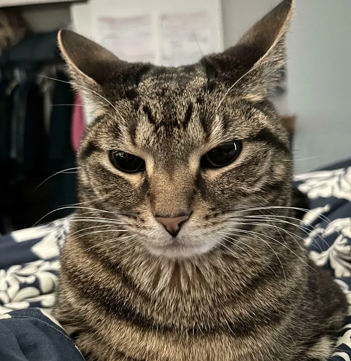 Close-up of a tabby cat showing off its unique airplane ears while resting on a patterned blanket indoors.