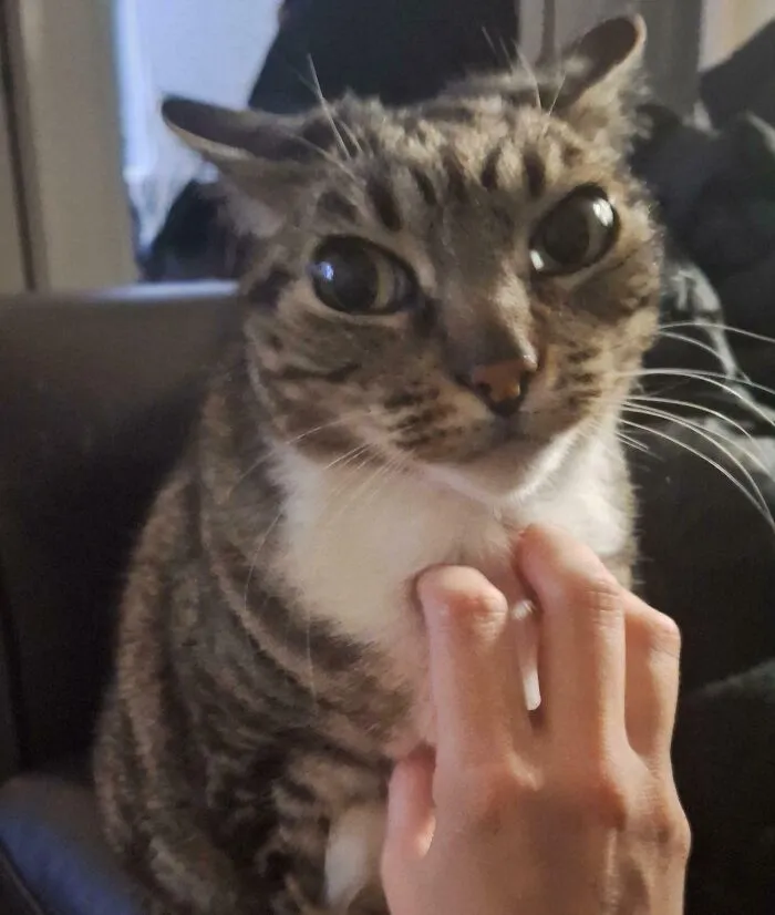 Tabby cat with airplane ears being gently petted on the chest, showcasing adorable feline ear posture up close.