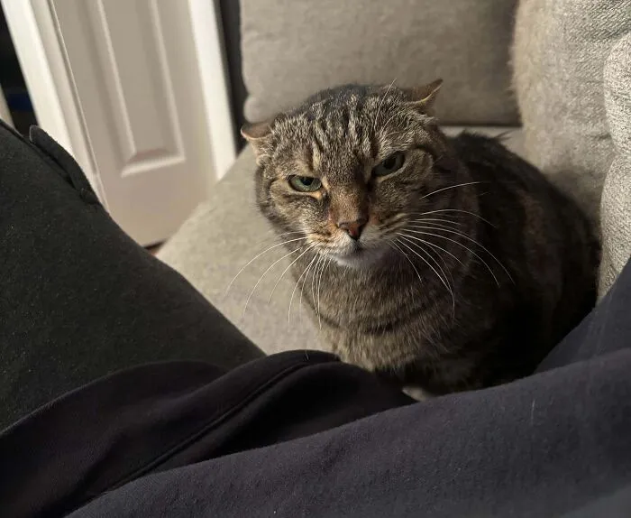 Tabby cat with airplane ears sitting on a gray couch looking directly at the camera in a cozy indoor setting.