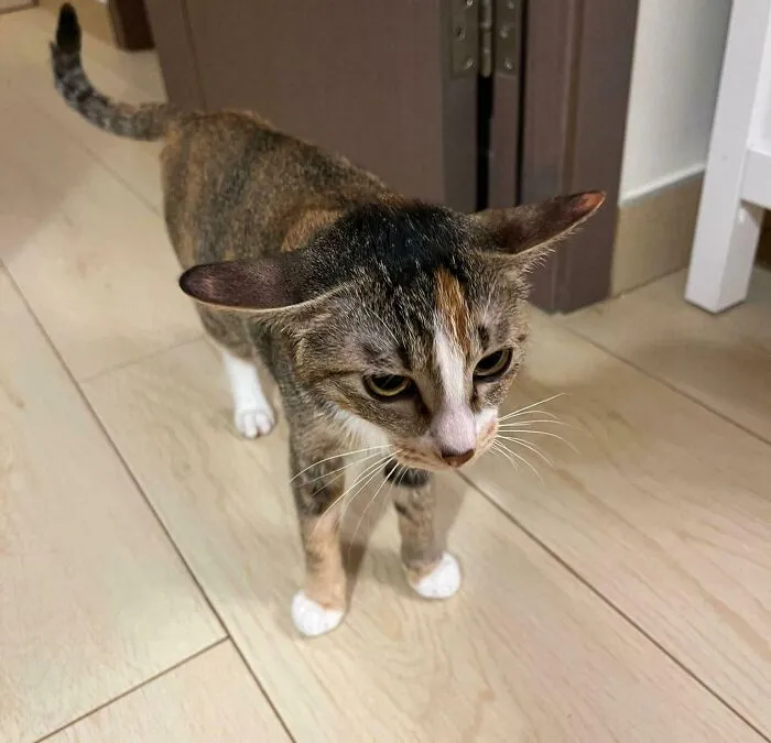 After We Applied Ear Drops 