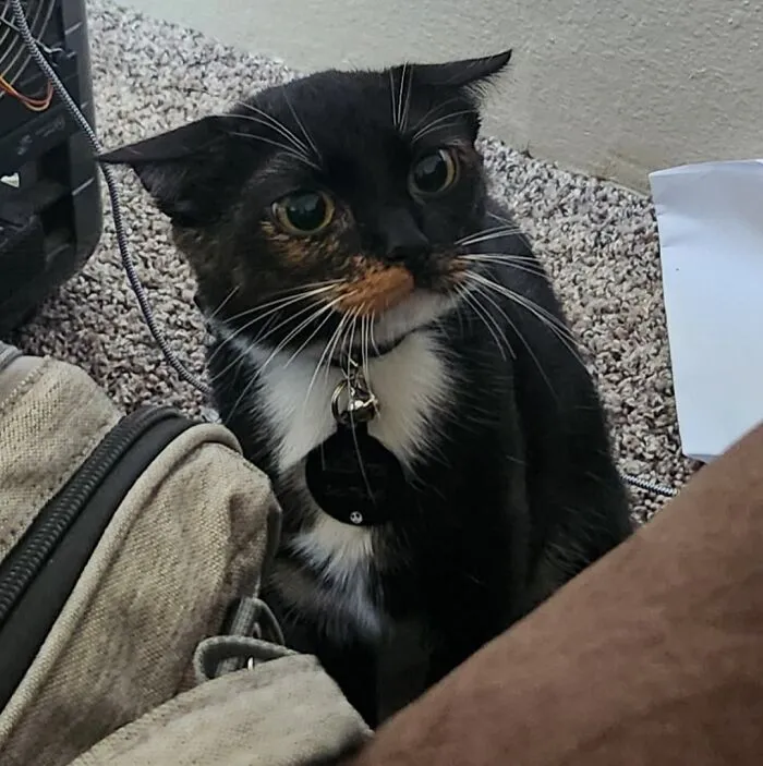 I Brought My Newborn Home And She Wasn't Pleased