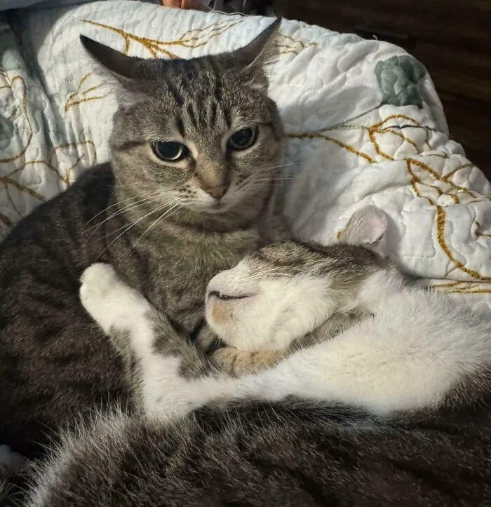 Her Son Wanted To Cuddle