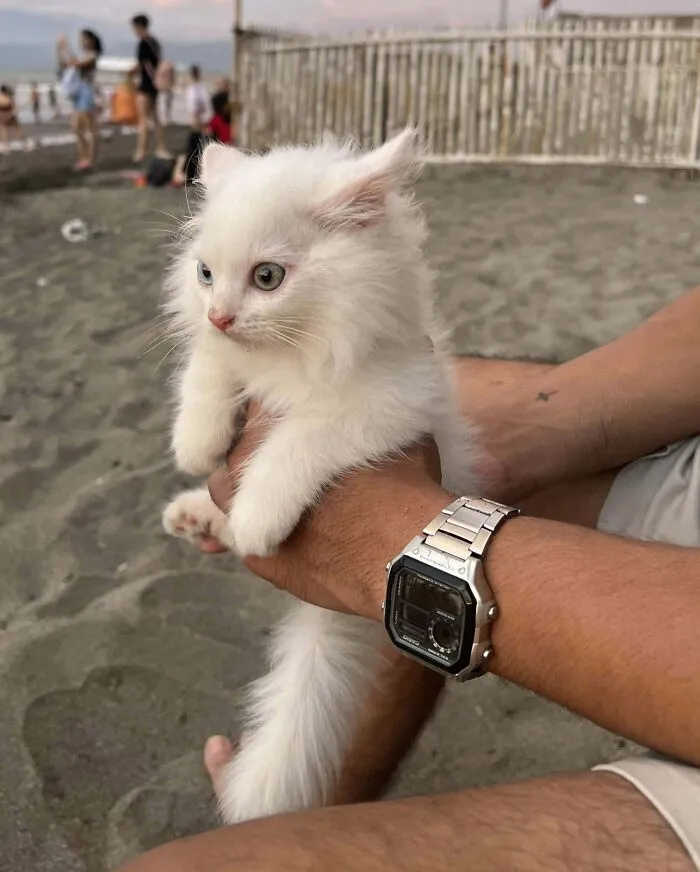 A Stray Dog Passed By