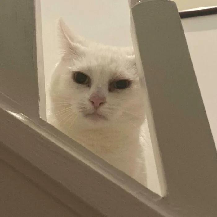 White cat with airplane ears peeking through stair railing, showing curious and adorable expression.