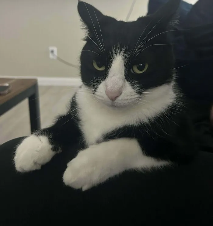 Black and white cat with airplane ears sitting calmly indoors on a dark surface, looking slightly to the side.