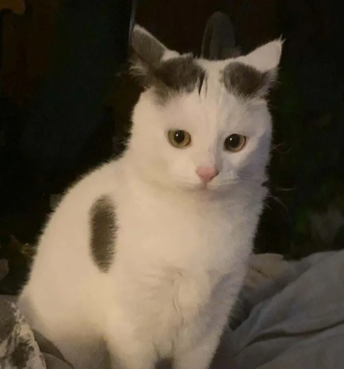 White cat with unique airplane ears and gray spots sitting on a soft surface in dim lighting showing airplane ears.