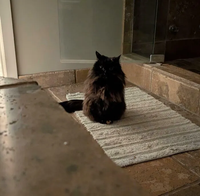 Patches, Who Has Water Ptsd From Her Previous Ab***ve Owners Dunking Her In The Tub When She Was "Bad" After Nearly A Decade Stayed In The Bathroom While I Ran A Bath