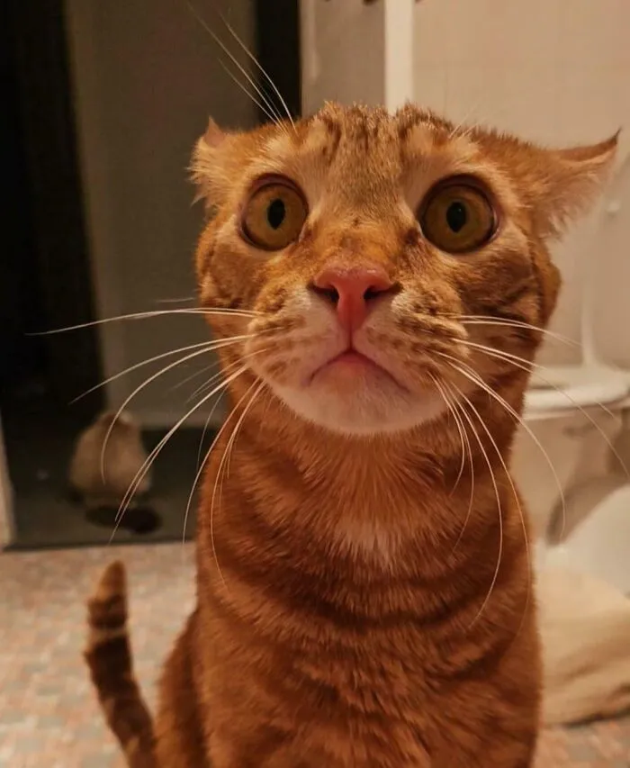 Close-up of an orange cat with adorable airplane ears standing indoors on a tiled floor with a curious expression.