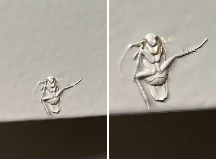 Landlords - Please Don’t Paint Over Cockroaches