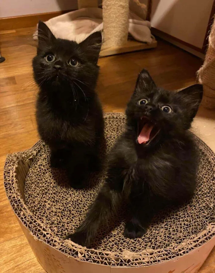 I Just Adopted These 2 Brother And Sister Kittens From The Shelter, I Already Love Them