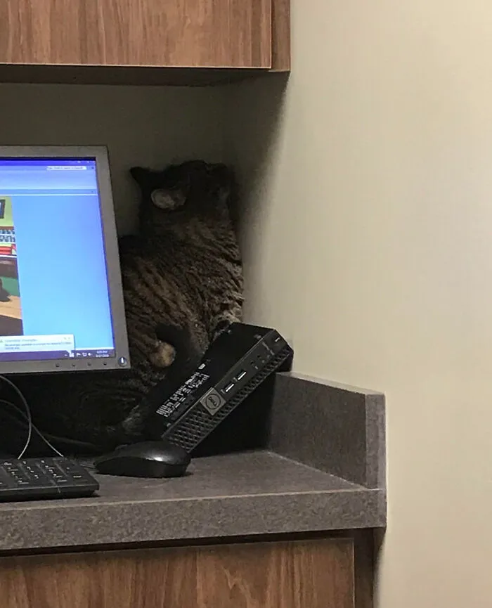 Asked Wife How The Visit To The Vet Was Going