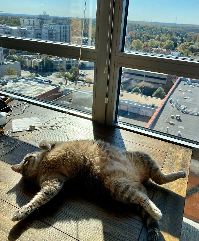 I’ve Never Been So Jealous Of A Pet’s State Of Mind