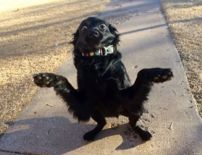 Someone On Facebook Is Trying To Get This Dog Adopted. I Think He Chose The Perfect Photo