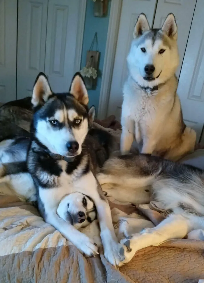 This Is What Living With A Pack Of Huskies Really Looks Like