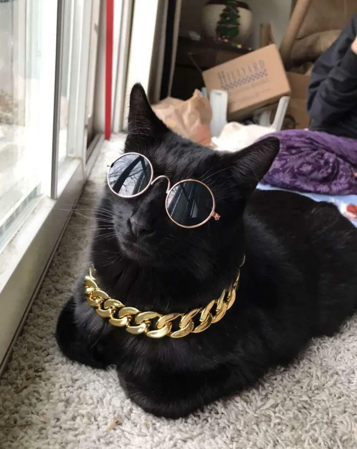 My Little Sister Bought Accessories For Her Cat. This Is The Result