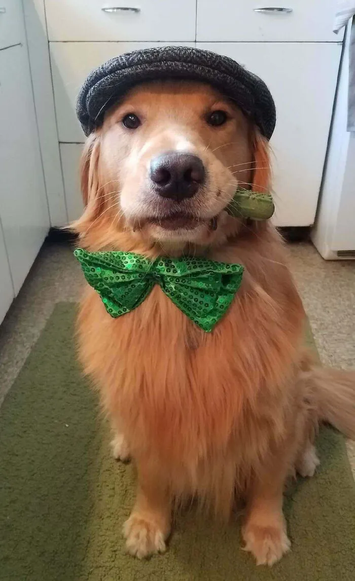 This Is Murphy
