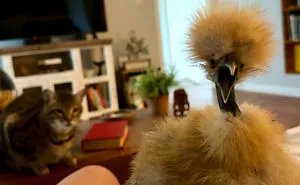 50 Animals Who Woke Up And Chose Nonsense