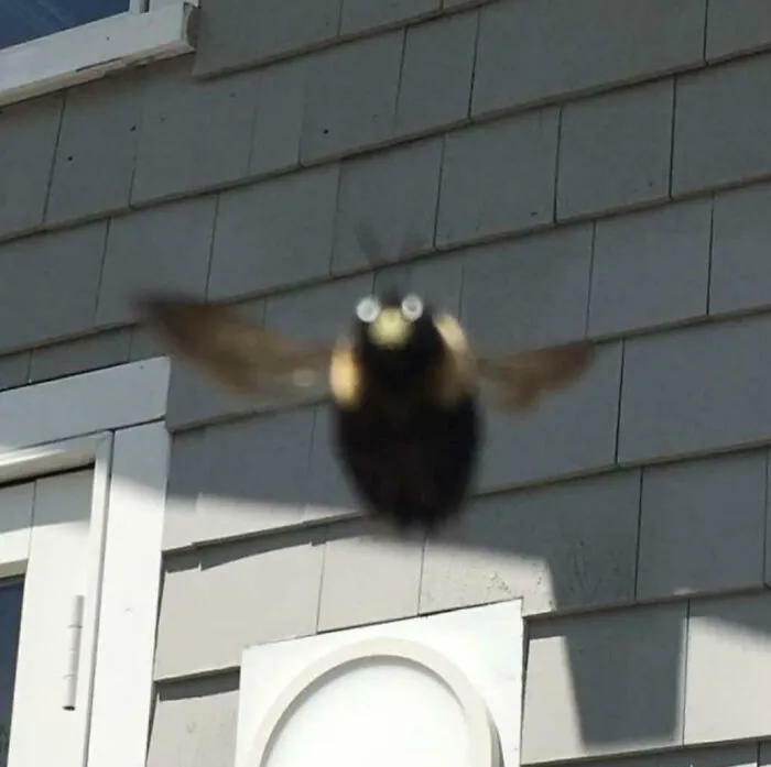 Carpenter Bee, Immediately Before Bonking Into The Camera