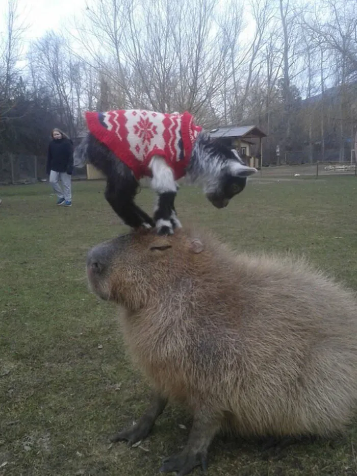 A Baby Goat Standing On A Capybara At Kangaroo Creek Farm
