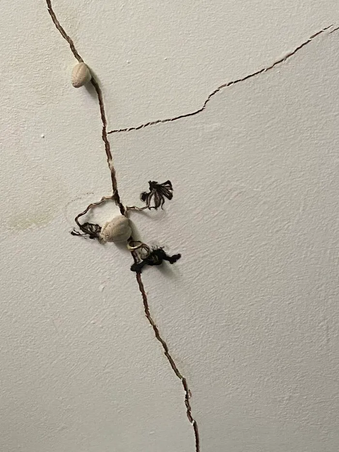 Lazy Plumbers Installed Leaky Pipes In My Bathroom. Now There Are Mushrooms Growing On My Ceiling