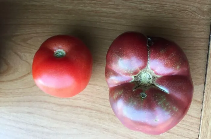 Modern Tomato vs. One Grown From 150 Year Old Seeds