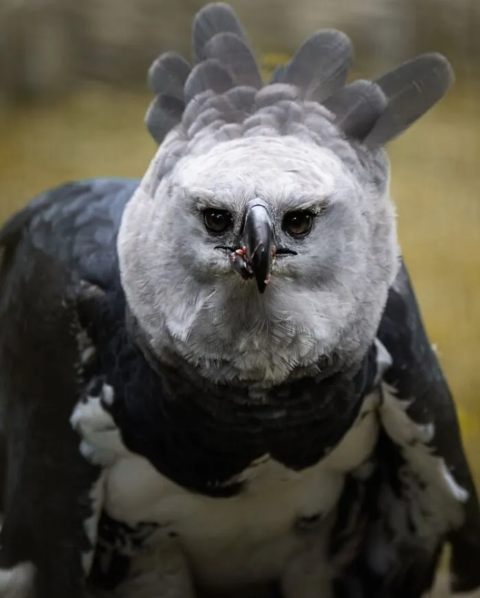 30 Striking Photos Of Wild Birds That Show Just How Majestic Nature Can Be