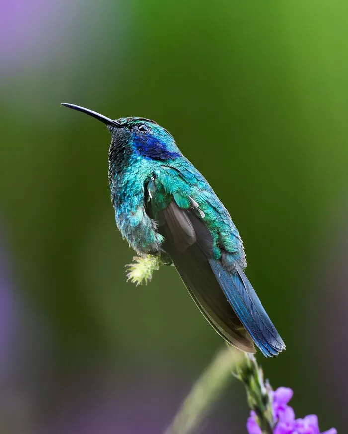 30 Striking Photos Of Wild Birds That Show Just How Majestic Nature Can Be