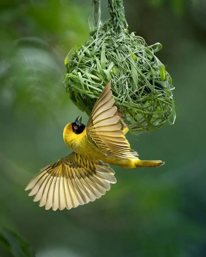 30 Striking Photos Of Wild Birds That Show Just How Majestic Nature Can Be