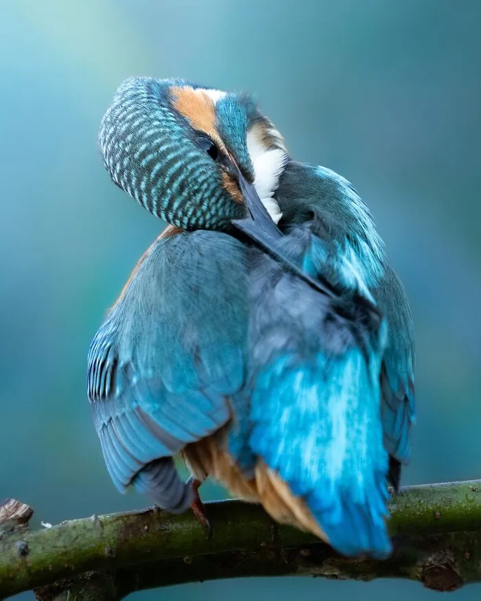 30 Striking Photos Of Wild Birds That Show Just How Majestic Nature Can Be