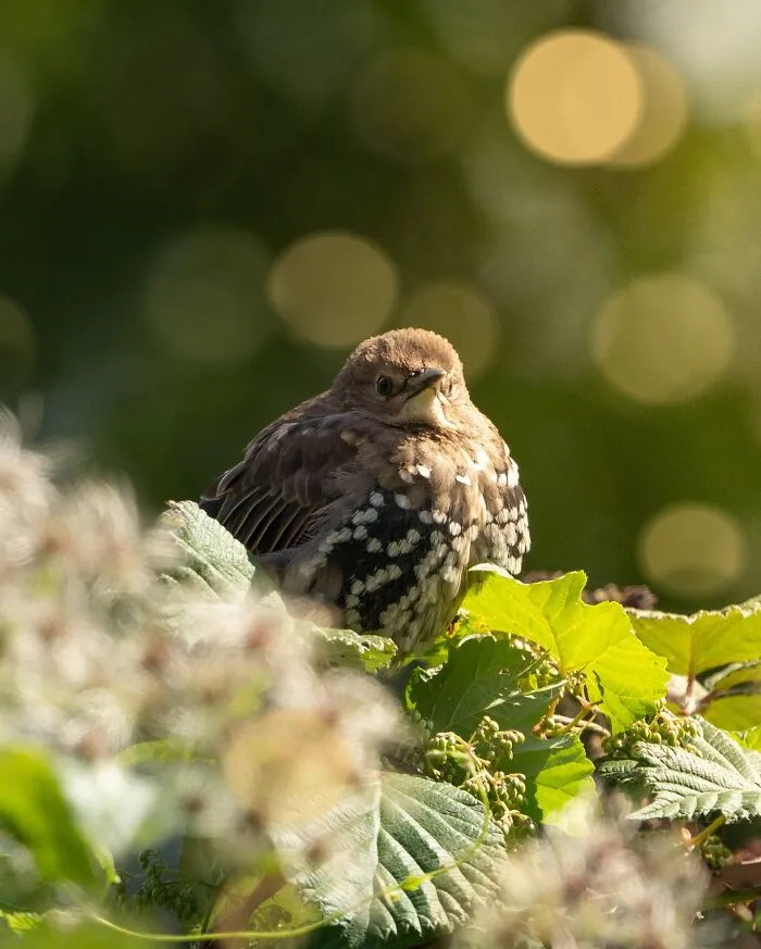30 Striking Photos Of Wild Birds That Show Just How Majestic Nature Can Be
