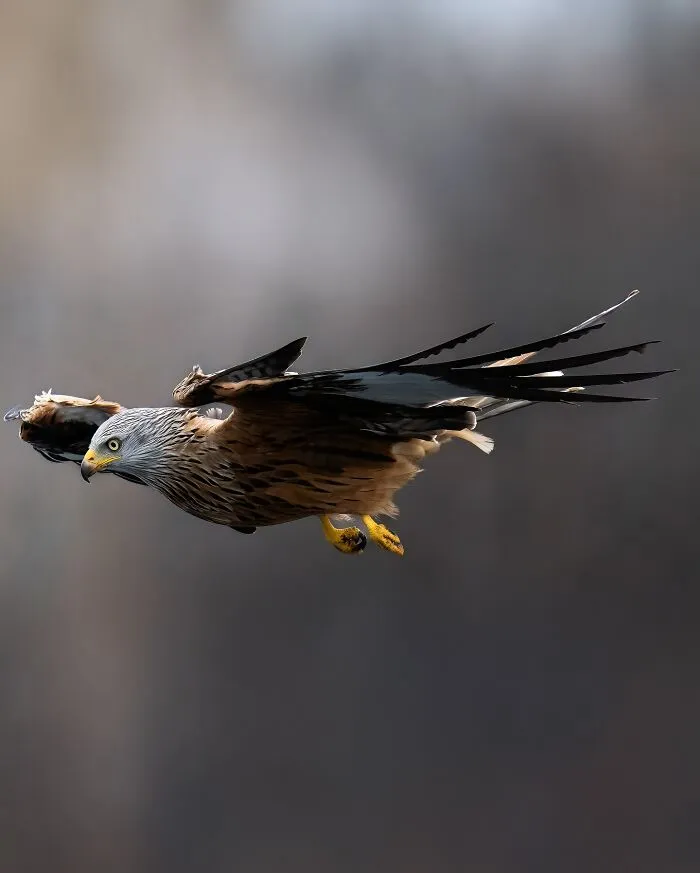 30 Striking Photos Of Wild Birds That Show Just How Majestic Nature Can Be