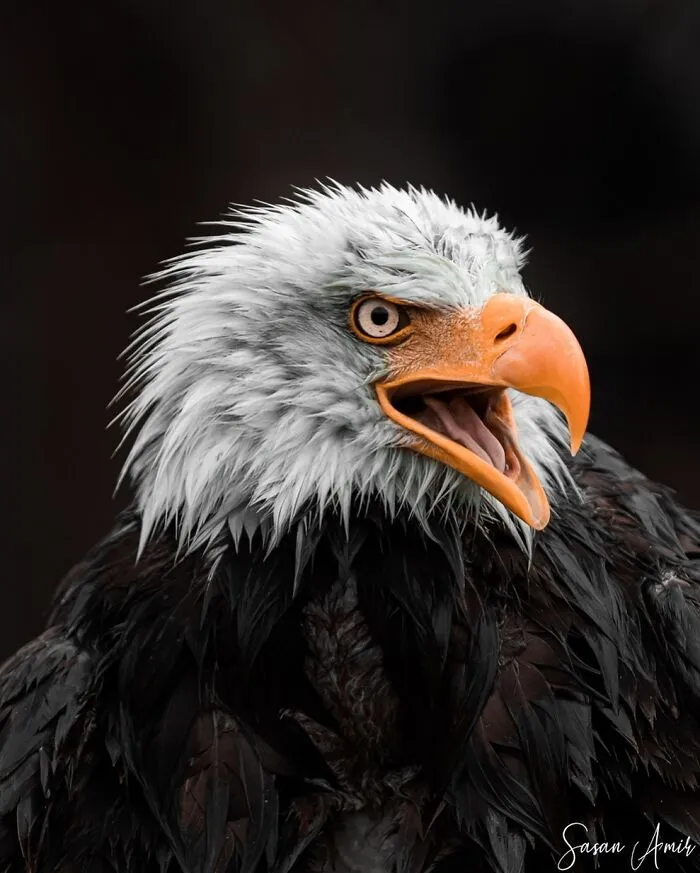 30 Striking Photos Of Wild Birds That Show Just How Majestic Nature Can Be