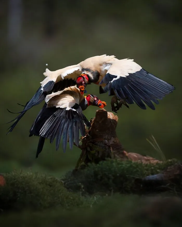 30 Striking Photos Of Wild Birds That Show Just How Majestic Nature Can Be