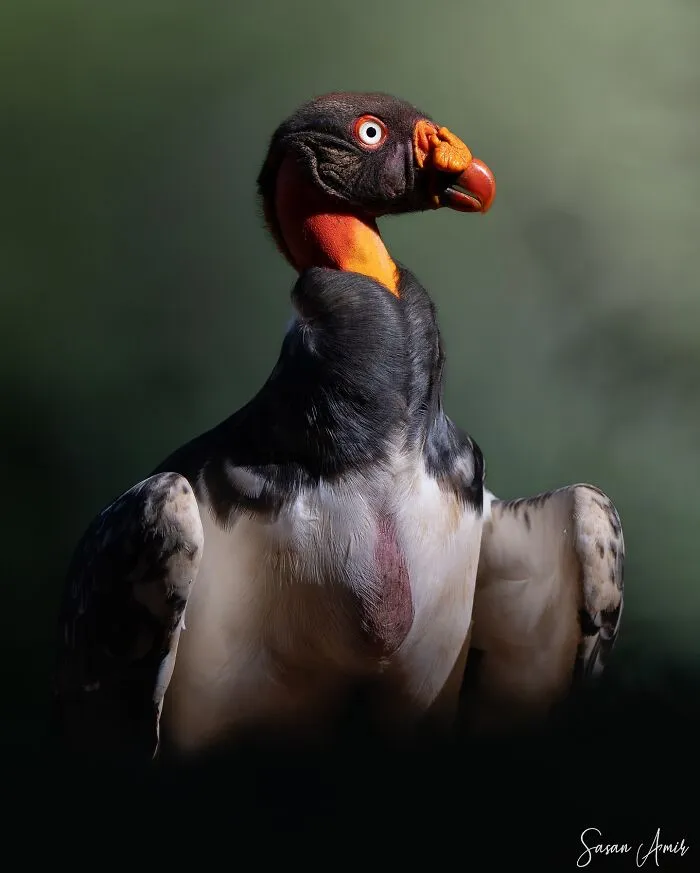 30 Striking Photos Of Wild Birds That Show Just How Majestic Nature Can Be
