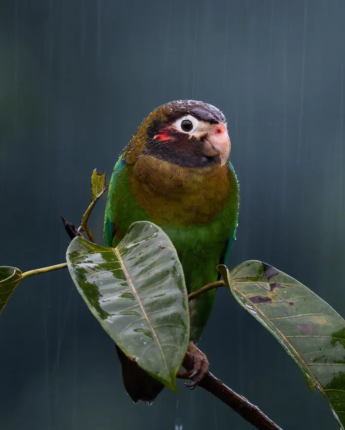 30 Striking Photos Of Wild Birds That Show Just How Majestic Nature Can Be