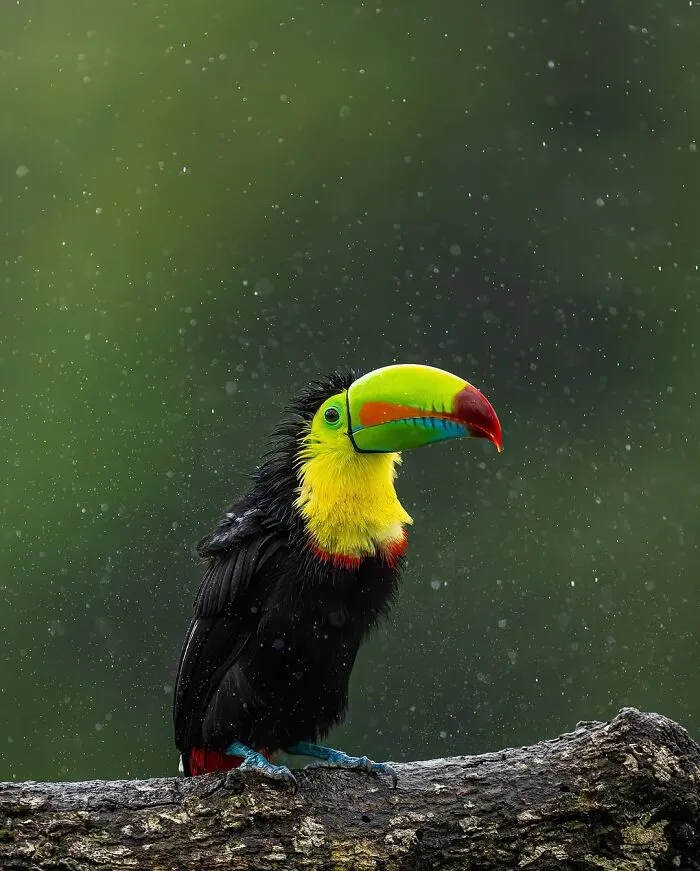 30 Striking Photos Of Wild Birds That Show Just How Majestic Nature Can Be