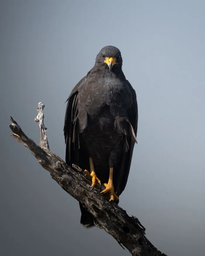 30 Striking Photos Of Wild Birds That Show Just How Majestic Nature Can Be