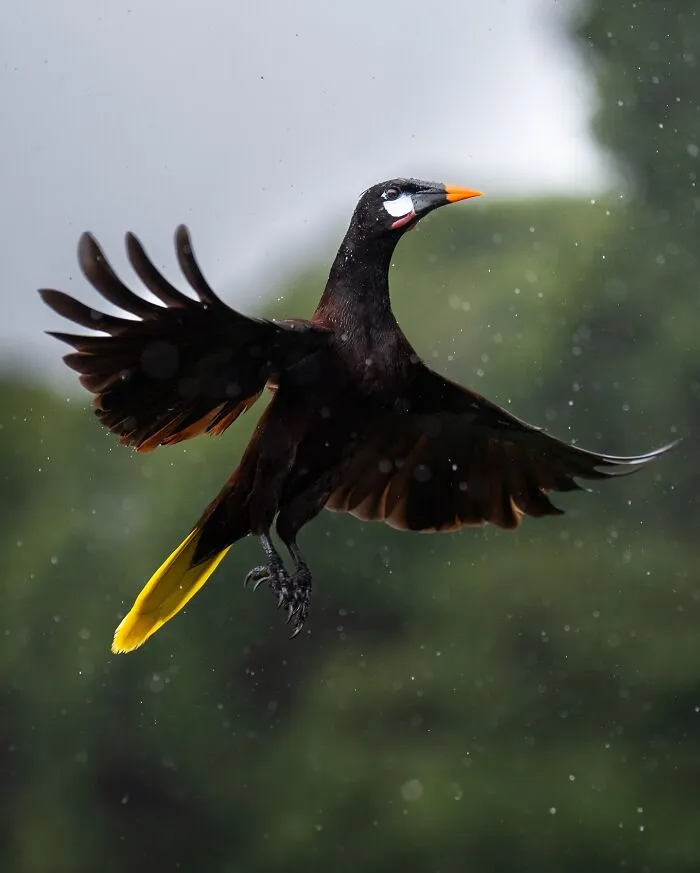 30 Striking Photos Of Wild Birds That Show Just How Majestic Nature Can Be