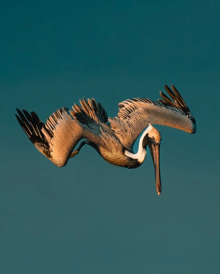 30 Striking Photos Of Wild Birds That Show Just How Majestic Nature Can Be