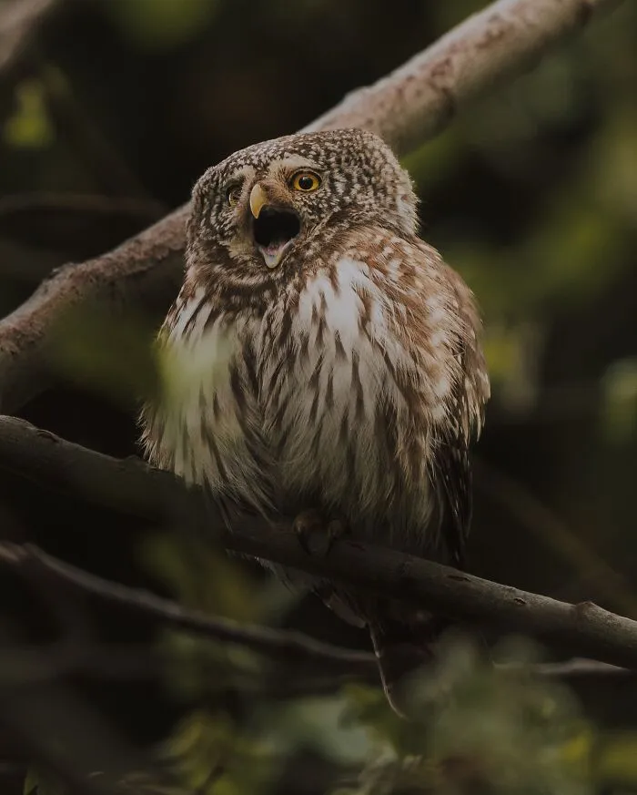 30 Striking Photos Of Wild Birds That Show Just How Majestic Nature Can Be