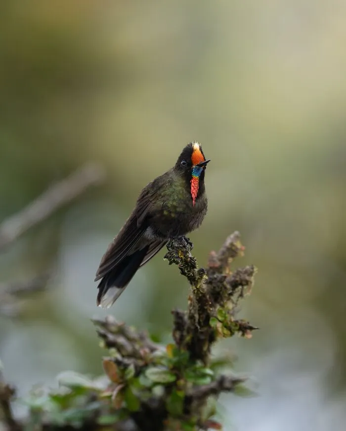 30 Striking Photos Of Wild Birds That Show Just How Majestic Nature Can Be