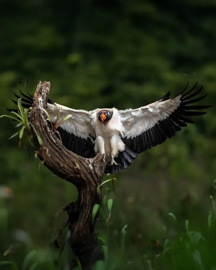 30 Striking Photos Of Wild Birds That Show Just How Majestic Nature Can Be