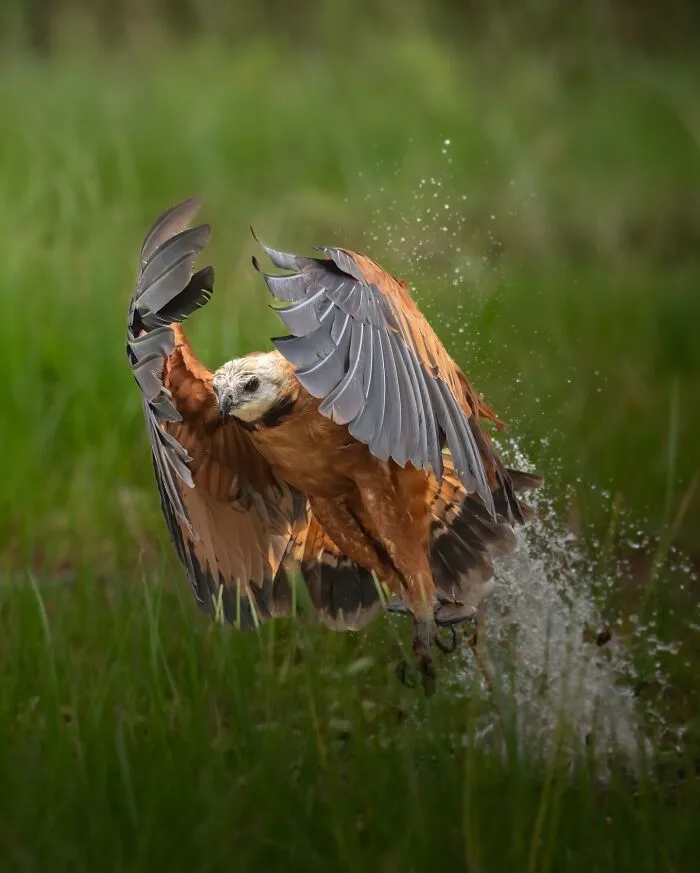 30 Striking Photos Of Wild Birds That Show Just How Majestic Nature Can Be