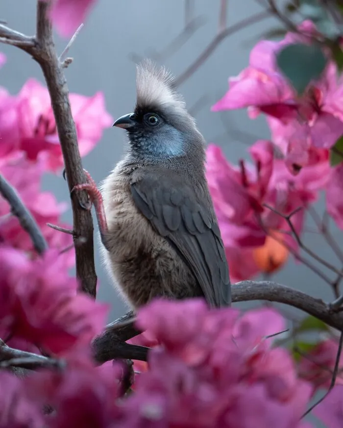 30 Striking Photos Of Wild Birds That Show Just How Majestic Nature Can Be