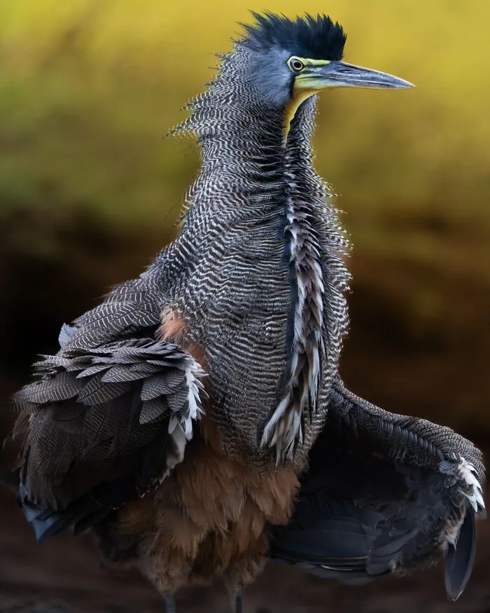 30 Striking Photos Of Wild Birds That Show Just How Majestic Nature Can Be