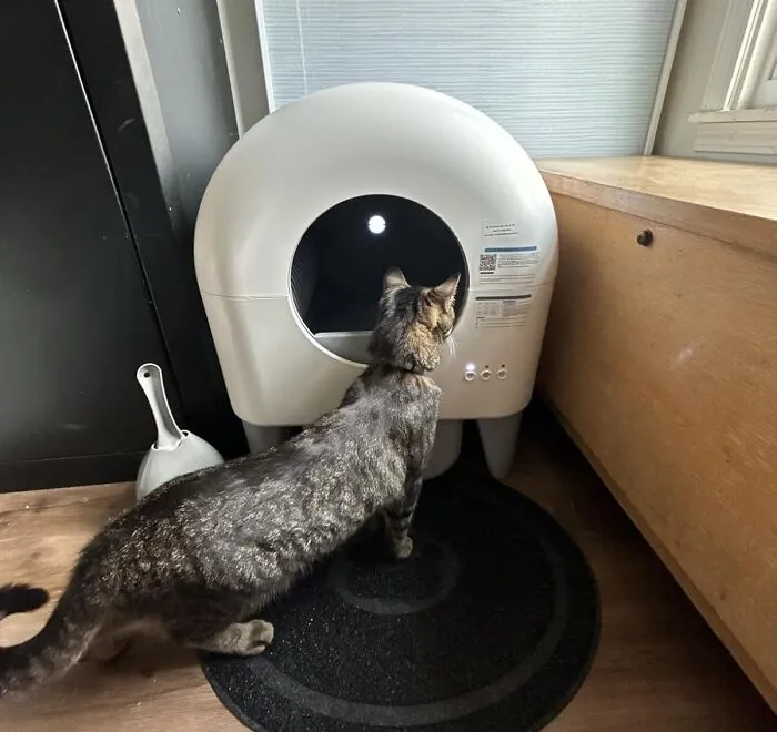 Your Feline Overlord Might Just Start Demanding Tiny Crowns And Scepters Once They Experience The Luxury Of This <a Style="Display:inline;" Href="Https://Www.amazon.com/Fumoi-Automatic-Cleaning-App-Controlled-Removable/Dp/B0dnyxkwrv?ie=utf8&linkcode=ll1&tag=bpcrocodile-20&linkid=cbcd55b431ad94a6a9e35e80fc7d7124&language=en_us&ref_=as_li_ss_tl" Target="_blank"><span Style="Font: Inherit; Color: #d74b1f;"> Self Cleaning Litter Box </Span> Handling Their Business, Leaving You Off Scooping Duty