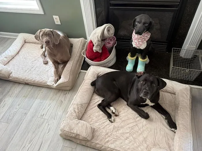 Prepare For Your Extra-Large Furry Friend To Snooze So Soundly On These <a Style="Display:inline;" Href="Https://Www.amazon.com/Eheyciga-Orthopedic-Waterproof-Egg-Crate-Removable/Dp/B0bx5zj82c?ie=utf8&th=1&linkcode=ll1&tag=bpcrocodile-20&linkid=59b11e248b29e7a65be000a59fdb5b88&language=en_us&ref_=as_li_ss_tl" Target="_blank"><span Style="Font: Inherit; Color: #d74b1f;"> Orthopedic Dog Beds For Extra Large Dogs </Span>, You Might Actually Get To Watch A Whole Movie Uninterrupted For Once