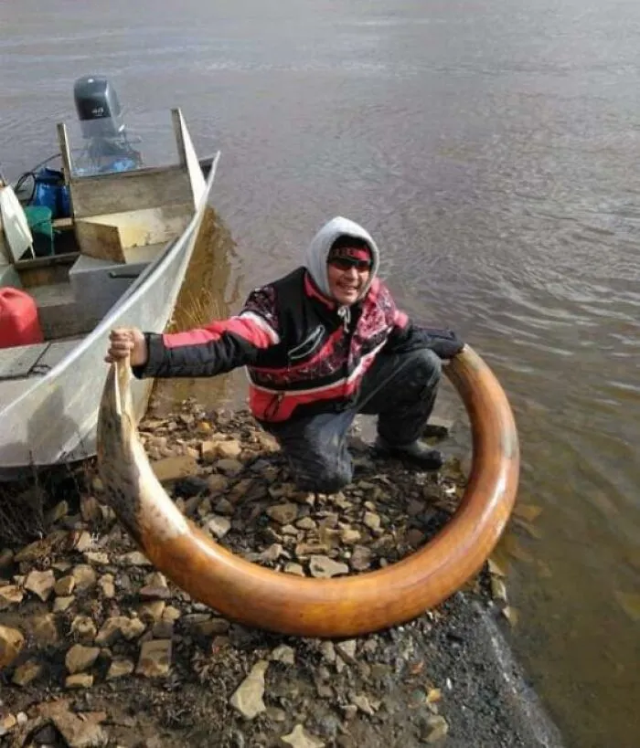 A Mammoth's Skull And Tusk 